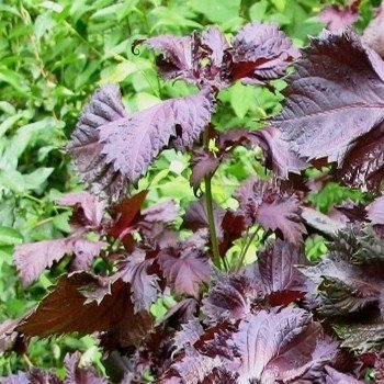 Perilla frutescens purpurea (Akajiso, Shiso Pourpre) Graines