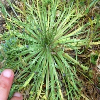 Plantago coronopus "Plantain Corne de Cerf" Graines