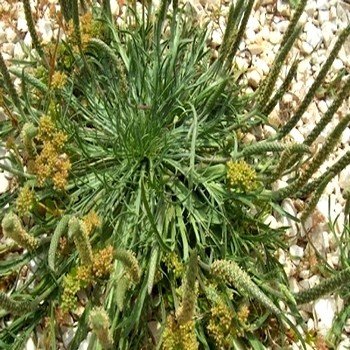 Plantago coronopus "Plantain Corne de Cerf" Graines