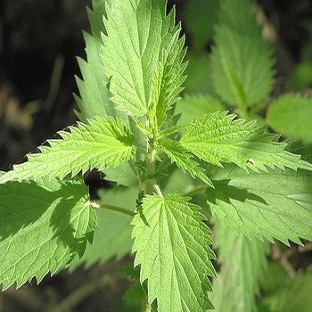 Grande Ortie (Urtica dioica) Graines
