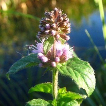 Menthe Aquatique (Mentha aquatica) Graines