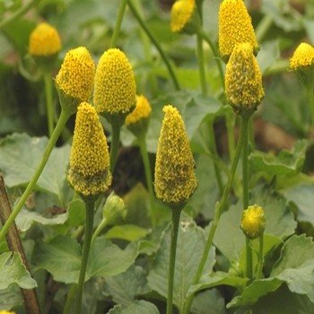 Cresson de Pará / Brède mafane (Spilanthes acmella) Graines