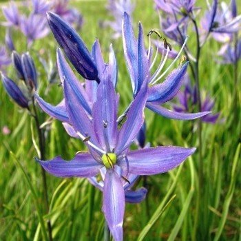 Camassia quamash "Jacinthe des indiens" Graines