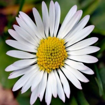 Bellis perennis "Paquerette" Graines