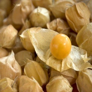 Physalis pruinosa 'Goldie' (Cerise de terre) Graines