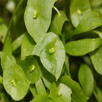 Pourpier d'hiver (Claytonia perfoliata) Graines