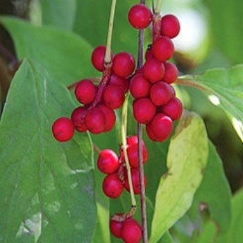 Schisandra chinensis "Baies aux 5 saveurs" Graines