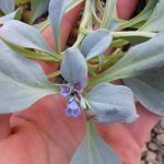 Plante Huître (Mertensia maritima) Plant