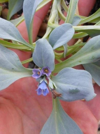 Plante Huître (Mertensia maritima) Plant