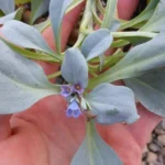 Plante Huître (Mertensia maritima) Plant