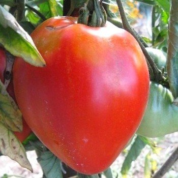 Tomate 'Cuor di Bue' (Coeur de Boeuf) Graines