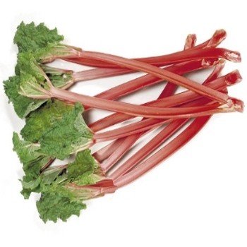 Rhubarbe Géante 'Victoria' Graines
