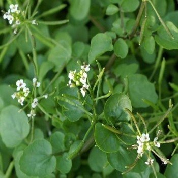 Lepidium sativum - graines de Cresson alénois - Wikifarmer