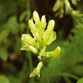 Astragalus membranaceus (Huang Qi) Graines