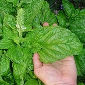 Basilic Géant 'Mammouth' (Ocimum basilicum) Graines