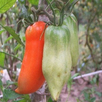 Tomate 'Andines Cornues' Graines