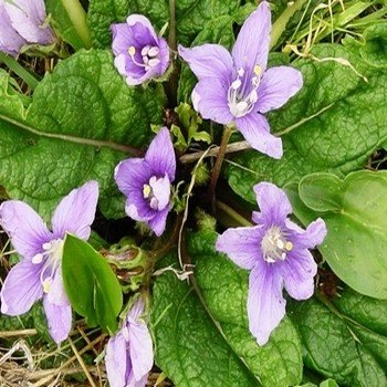 Mandragora autumnalis "Mandragore des Sorcières" Graines