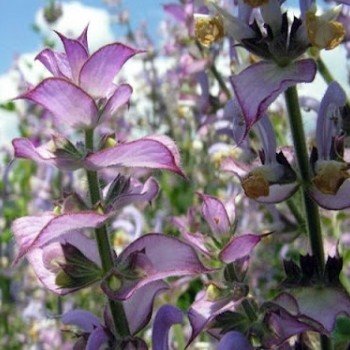 Sauge sclarée (Salvia sclarea) Graines