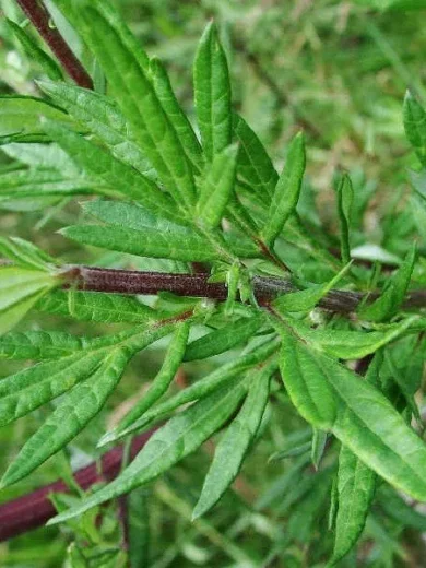 Armoise commune (Artemisia vulgaris) Graines