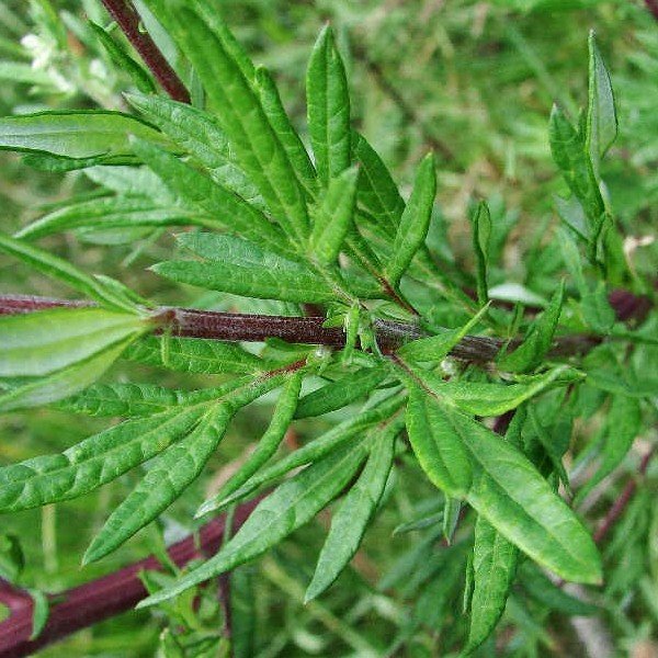 Armoise commune (Artemisia vulgaris) Graines