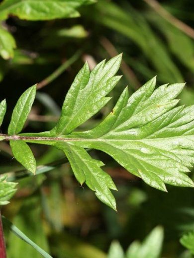 Armoise commune (Artemisia vulgaris) Graines