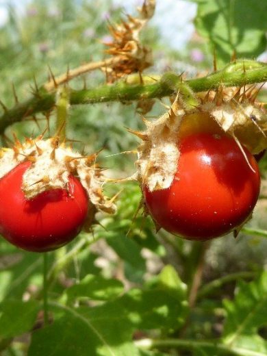 Tomate Litchi "Morelle de Balbis" (Solanum sisymbrifolium) Graines