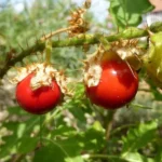 Tomate Litchi "Morelle de Balbis" (Solanum sisymbrifolium) Graines