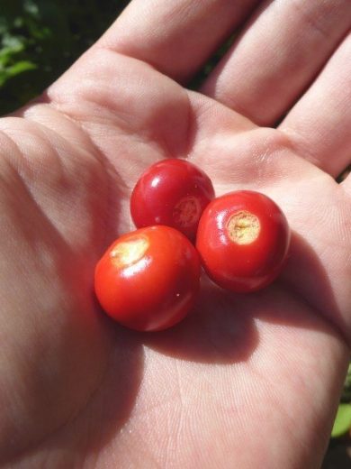 Tomate Litchi "Morelle de Balbis" (Solanum sisymbrifolium) Graines