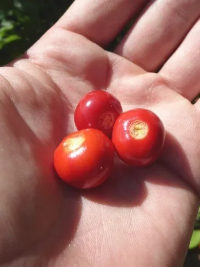 Tomate Litchi "Morelle de Balbis" (Solanum sisymbrifolium) Graines