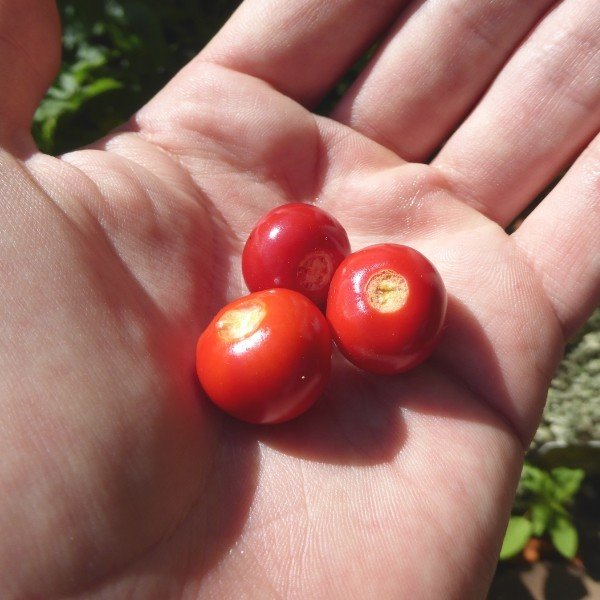 Tomate Litchi "Morelle de Balbis" (Solanum sisymbrifolium) Graines