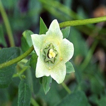 Codonopsis pilosula "Dang Shen/Ginseng du Pauvre" Graines