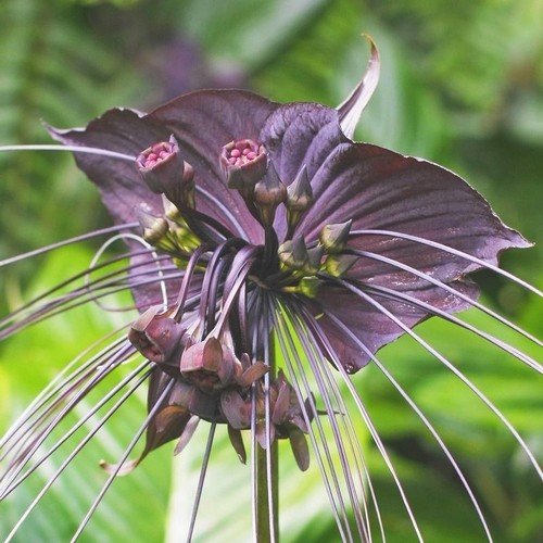 Plantes exotiques