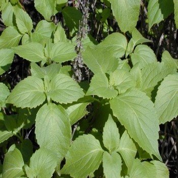 Ocimum gratissimum (Basilic Africain) Graines