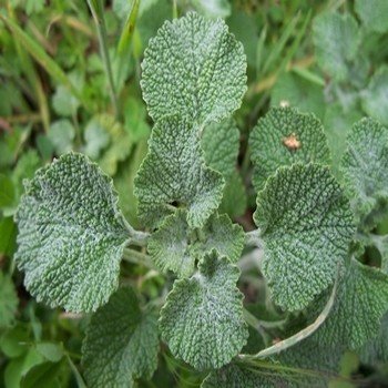 Marrube Blanc (Marrubium vulgare) Graines