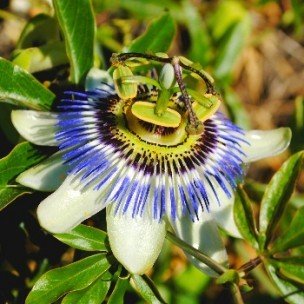 Plantes grimpantes