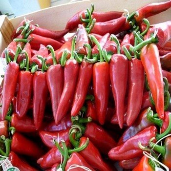 Piment basque 'Gorria' (Capsicum annuum) Graines