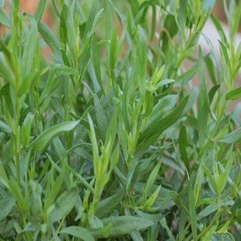 Estragon de Russie (Artemisia dracunculus) Graines