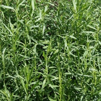 Estragon de Russie (Artemisia dracunculus) Graines