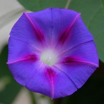 Ipomoea purpurea "Ipomée / Morning Glory" Graines