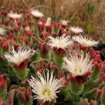 Mesembryanthemum crystallinum (Ficoïde glaciale) Graines