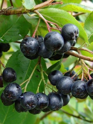 Aronia melanocarpa (Aronia Noir) Graines