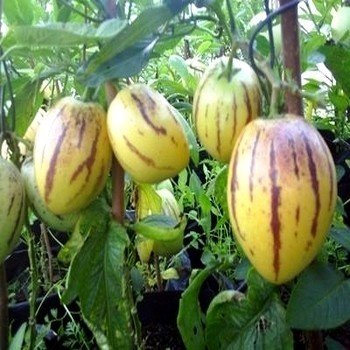 Solanum muricatum "Poire-melon / Pepino" Graines