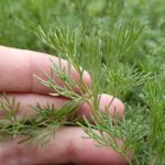 Le Cola-Végétal® Véritable (Plante Parfum Cola) Plant