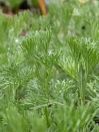 Le Cola-Végétal® Véritable (Plante Parfum Cola) Plant