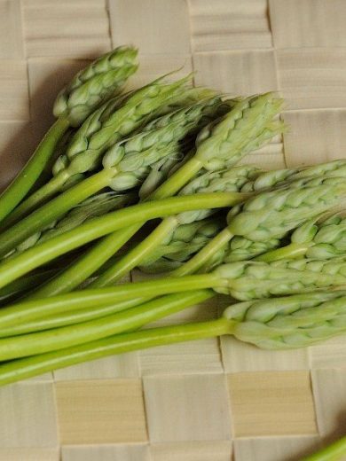 Aspergette des Bois (Ornithogalum pyrenaicum) Graines