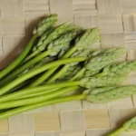 Aspergette des Bois (Ornithogalum pyrenaicum) Graines
