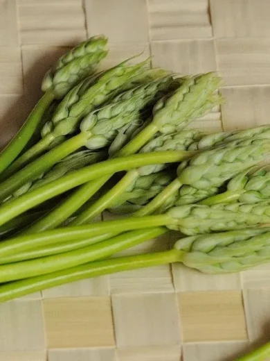 Aspergette des Bois (Ornithogalum pyrenaicum) Graines