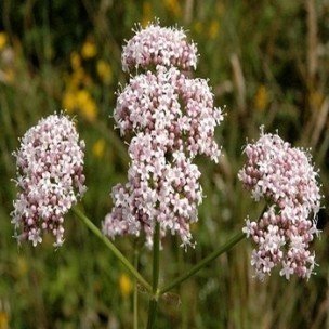 Plantes sauvages