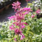 Agastache mexicana (Agastache Mexicaine) Graines