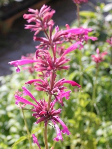 Agastache mexicana (Agastache Mexicaine) Graines